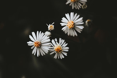 三朵白色丛生花瓣的特写照片